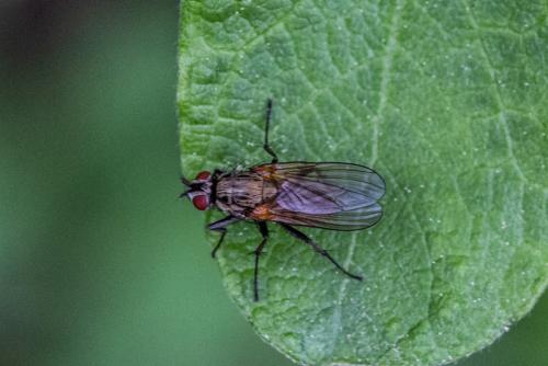 Hydrophoria lancifer